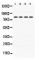 Anti-PIGR Picoband Antibody